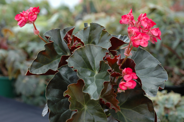 B. ‘Alice Faye’